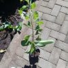 jual tanaman buah srikaya jumbo Teluk Wondama