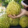 jual tanaman buah srikaya jumbo unggul Bau-Bau