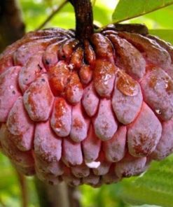 jual tanaman buah srikaya merah jumbo okulasi cepat berbuah Empat Lawang