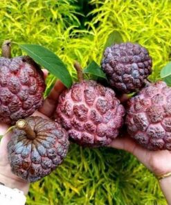 jual tanaman buah srikaya merah jumbo okulasi cepat berbuah Temanggung