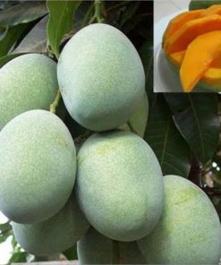 jual tanaman cangkok mangga madu Kebumen