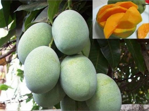 jual tanaman cangkok mangga madu Kebumen