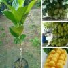 jual tanaman cempedak unggul Pangandaran