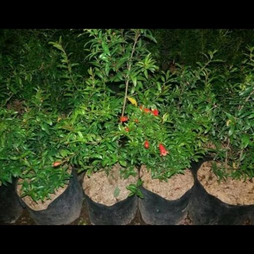 jual tanaman delima merah biji lunak red ruby pomegranate spanyol hasil cangkok cepat berbuah Bungo