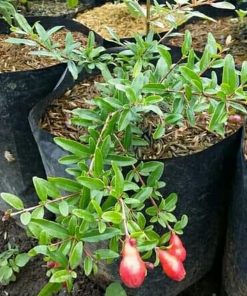 jual tanaman delima merah jumbo hasil cangkok cepat berbuah Serang