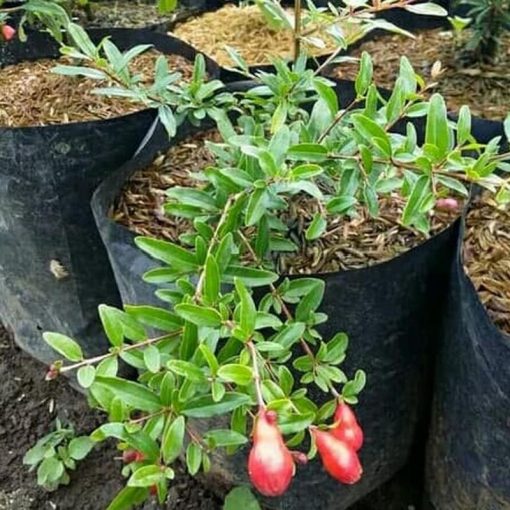 jual tanaman delima merah jumbo hasil cangkok cepat berbuah Serang