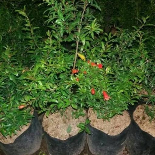 jual tanaman delima merah jumbo hasil cangkok cepat berbuah Sorong Selatan