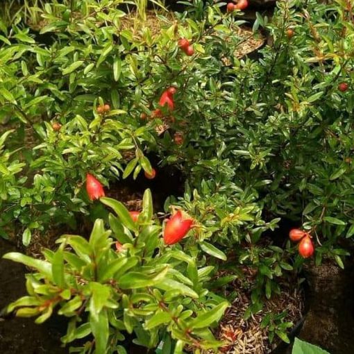 jual tanaman delima merah spanyol biji lunak hasil cangkok cepat berbuah Tanah Laut