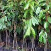 jual tanaman durian batang besar Alor