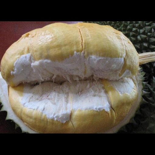 jual tanaman durian bawor 60cm Bone