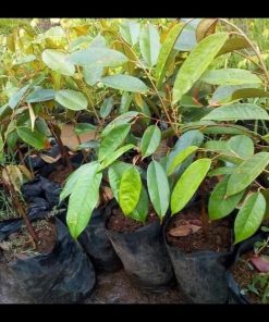 jual tanaman durian bawor Belitung