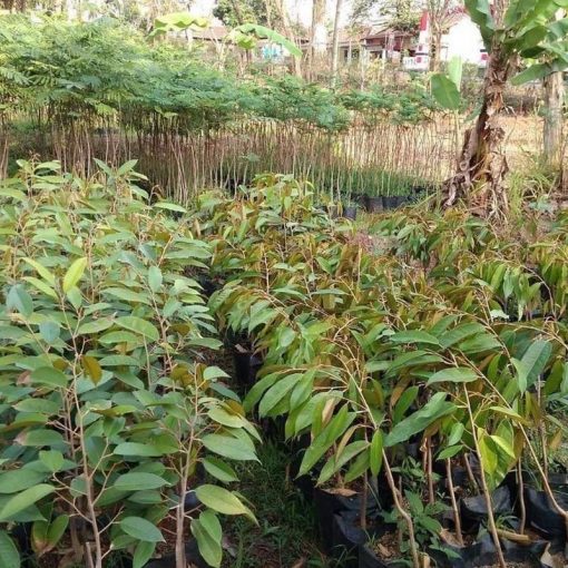 jual tanaman durian bawor hasil okulasi siap berbuah Indramayu