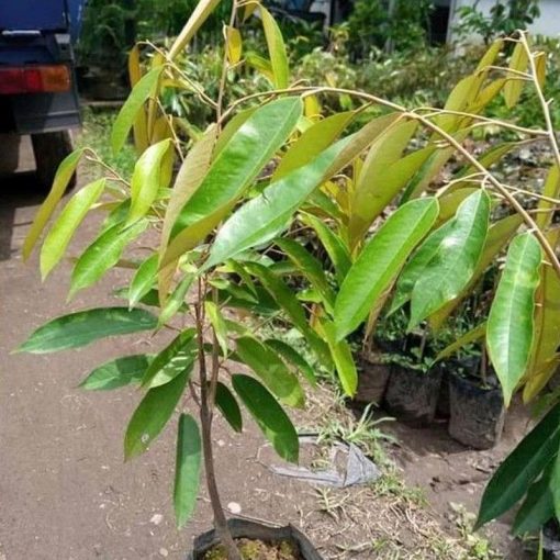 jual tanaman durian bawor hasil okulasi siap berbuah Sekadau