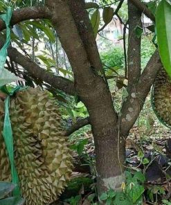 jual tanaman durian bawor jumbo Banyuasin