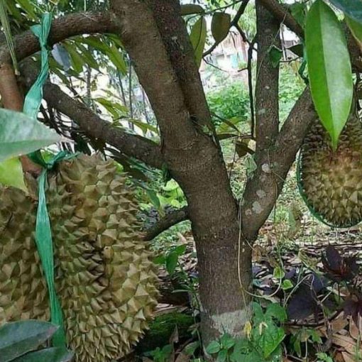 jual tanaman durian bawor jumbo Banyuasin