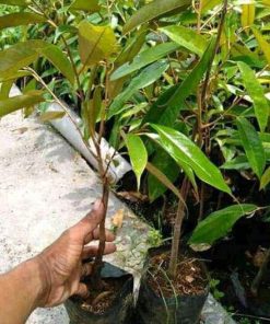jual tanaman durian bawor jumbo Kepulauan Aru