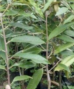 jual tanaman durian bawor jumbo Maluku Tenggara