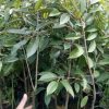 jual tanaman durian bawor jumbo Mamuju Utara