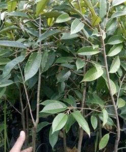 jual tanaman durian bawor jumbo Mamuju Utara