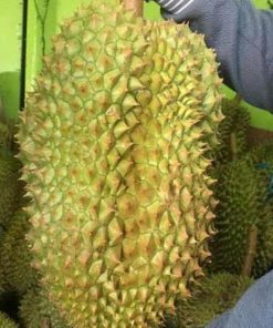 jual tanaman durian bawor jumbo Probolinggo