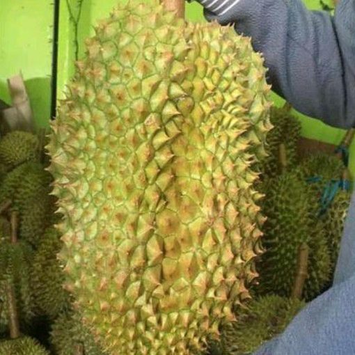 jual tanaman durian bawor jumbo Probolinggo