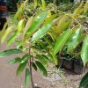 jual tanaman durian bawor jumbo Samosir