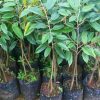 jual tanaman durian bawor kaki 3 Barito Kuala