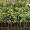 jual tanaman durian bawor kaki 3 Biak Numfor