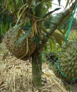 jual tanaman durian bawor kaki 3 Bojonegoro