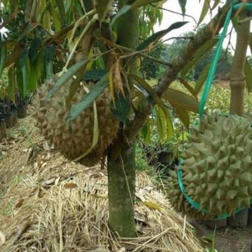 jual tanaman durian bawor kaki 3 Bojonegoro