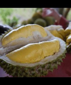 jual tanaman durian bawor kaki 3 genjah okulasi unggul bisa berbuah dalam pot Sukamara