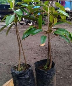jual tanaman durian bawor kaki 3 genjah okulasi unggul bisa berbuah dalam pot Tambrauw