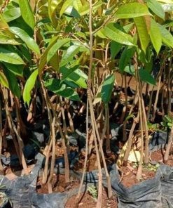 jual tanaman durian bawor kaki 3 hasil okulasi Hulu Sungai Tengah