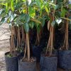 jual tanaman durian bawor kaki 3 okulasi super Way Kanan