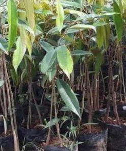 jual tanaman durian bawor kaki 3 Pahuwato