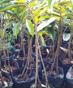jual tanaman durian bawor kaki 3 unggul Tangerang