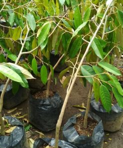 jual tanaman durian bawor Kepulauan Sangihe