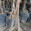 jual tanaman durian bawor musangking kaki 3 batang kokoh Humbang Hasundutan