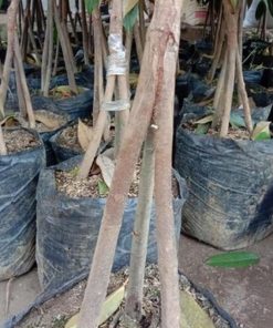 jual tanaman durian bawor musangking kaki 3 batang kokoh Humbang Hasundutan