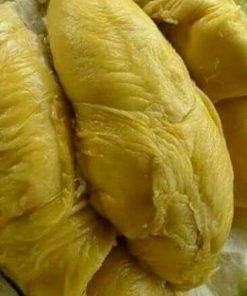 jual tanaman durian bawor okulasi super Pacitan