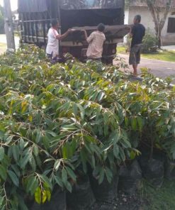 jual tanaman durian bawor okulasi super Sumbawa
