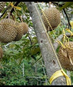 jual tanaman durian bawor okulasi super Tanah Laut