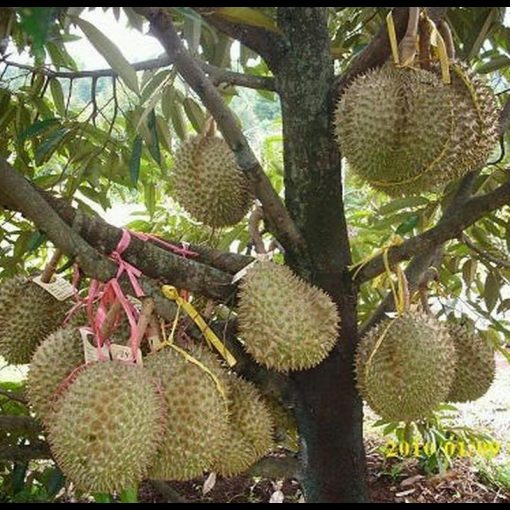 jual tanaman durian bawor Pasaman Barat