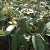 jual tanaman durian bawor Pegunungan Bintang