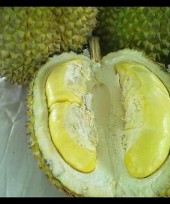 jual tanaman durian bawor super bisa berbuah dalam pot Sragen