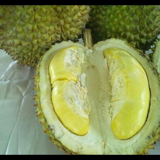 jual tanaman durian bawor super bisa berbuah dalam pot Sragen