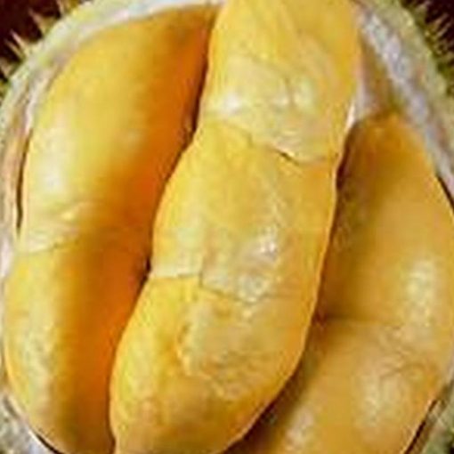 jual tanaman durian bawor super jumbo Lombok Utara