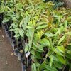 jual tanaman durian bawor super Lubuk Linggau