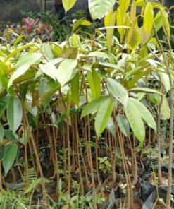 jual tanaman durian bawor super okulasi cepat berbuah bisa cod Nagekeo