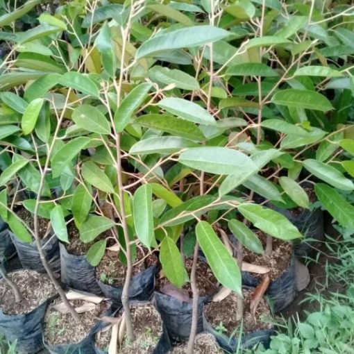 jual tanaman durian bawor super Tidore Kepulauan